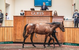 The sale-topping Harry Angel colt | Sarah Farnsworth