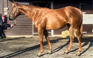 Chestnut filly by first-crop sire A'Ali